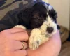 Cockapoo
