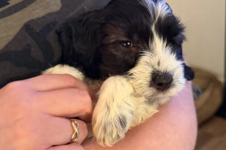 Cockapoo