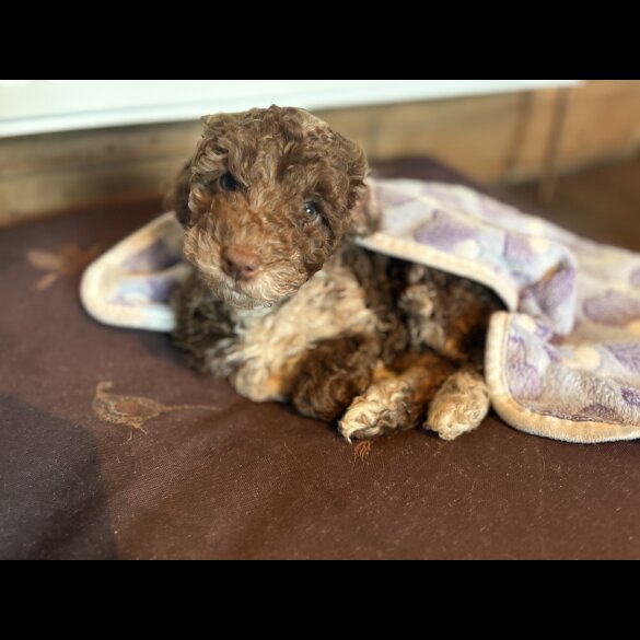 Cockapoo