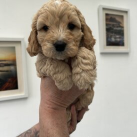 Cockapoo