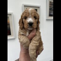 Cockapoo