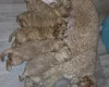 Cockapoo