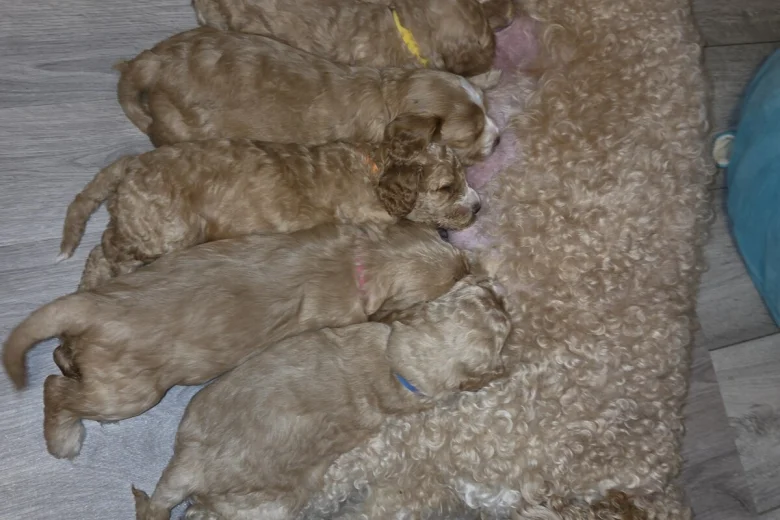 Cockapoo