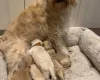 Cockapoo
