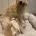 Cockapoo