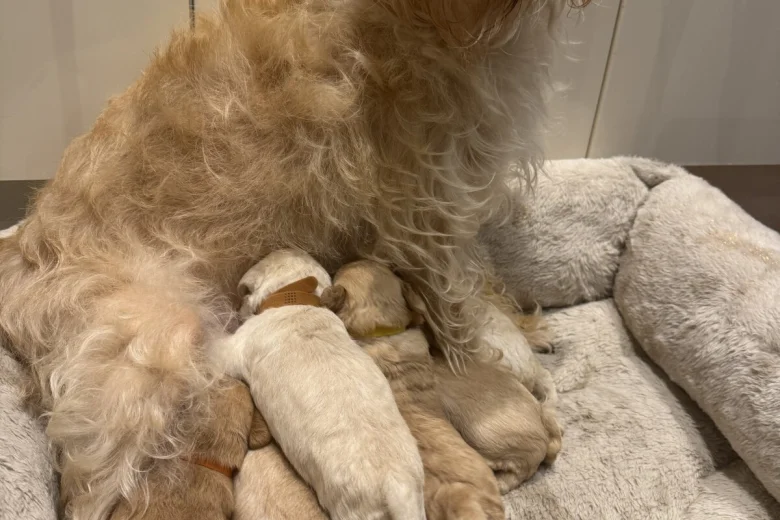 Cockapoo