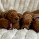 Cockapoo