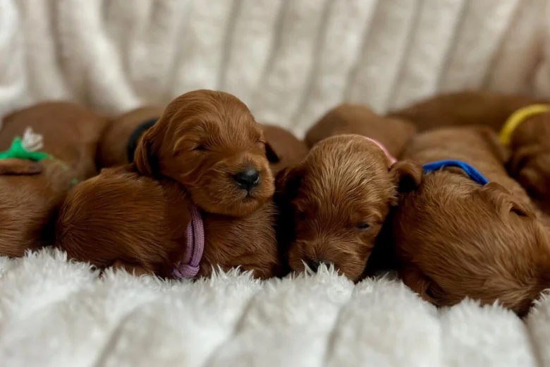 Cockapoo