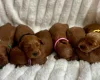 Cockapoo
