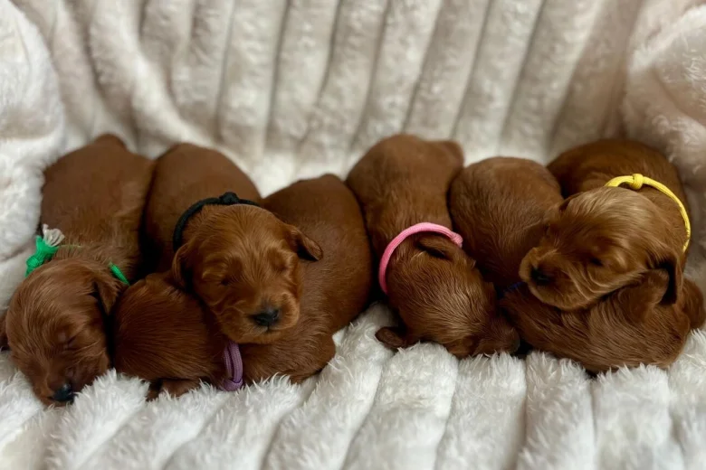 Cockapoo