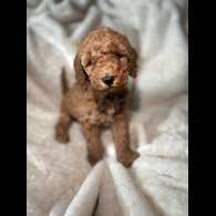 Cockapoo