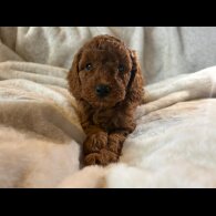 Cockapoo