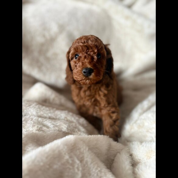 Cockapoo