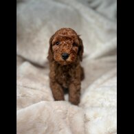 Cockapoo