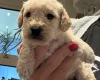 Cockapoo