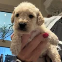 Cockapoo