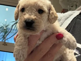 Cockapoo