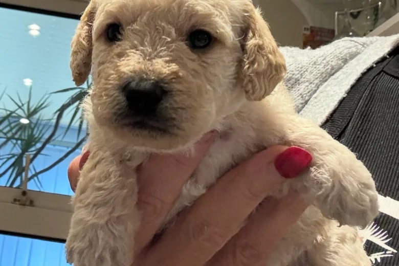 Cockapoo