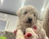 Cockapoo