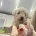 Cockapoo