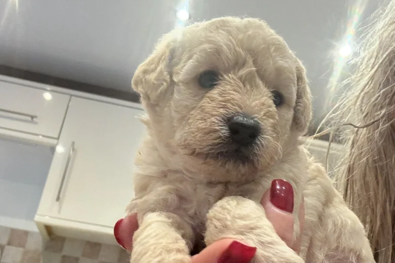 Cockapoo