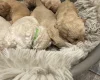 Cockapoo
