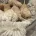 Cockapoo