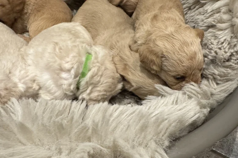 Cockapoo