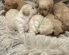 Cockapoo