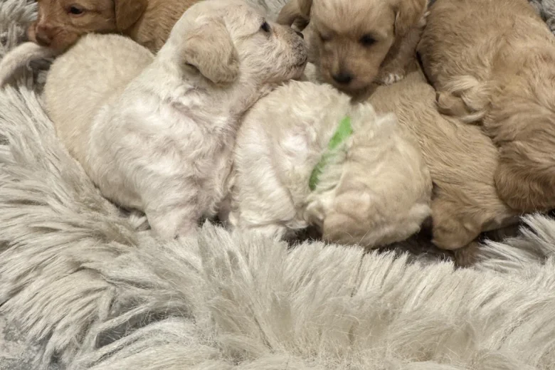 Cockapoo
