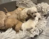 Cockapoo
