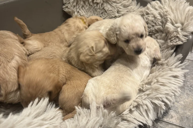 Cockapoo