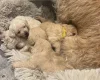 Cockapoo