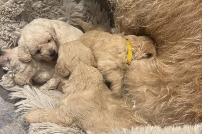 Cockapoo