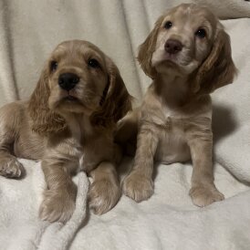 Cocker Spaniel (Working)