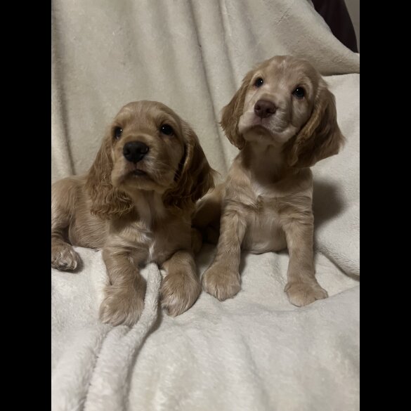 Cocker Spaniel (Working)