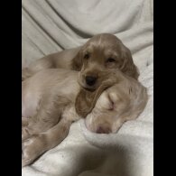 Cocker Spaniel (Working)