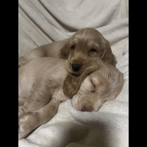 Cocker Spaniel (Working)