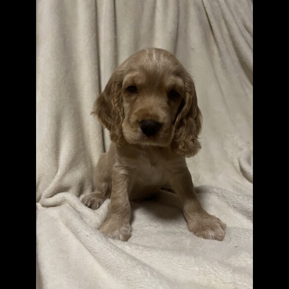 Cocker Spaniel (Working)