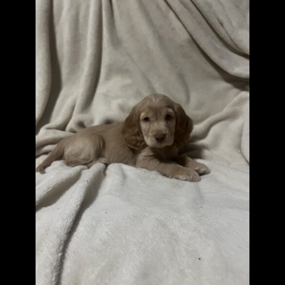 Cocker Spaniel (Working)