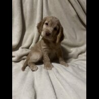 Cocker Spaniel (Working)