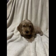 Cocker Spaniel (Working)