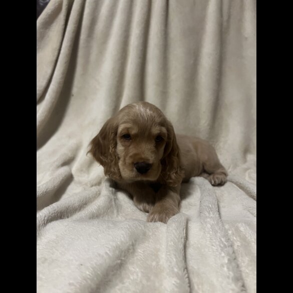 Cocker Spaniel (Working)