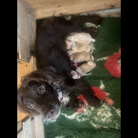 Cocker Spaniel (Working)