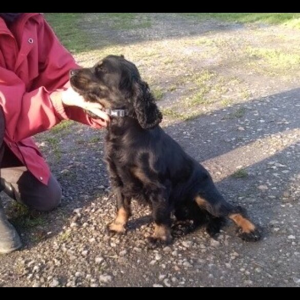 Cocker Spaniel (Show)