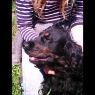 Cocker Spaniel (Show)