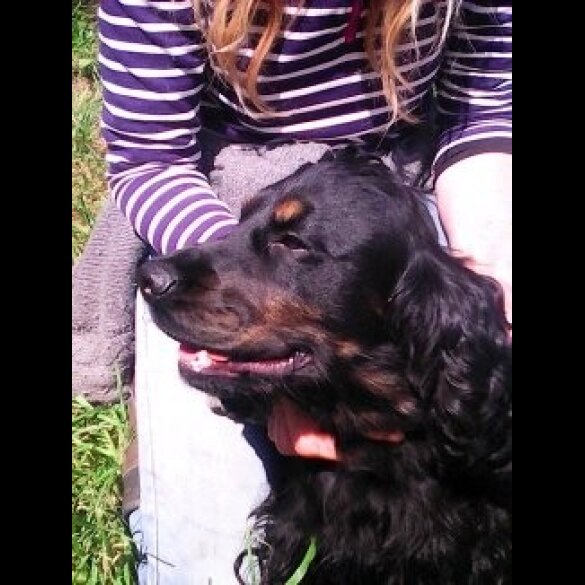 Cocker Spaniel (Show)