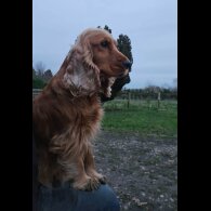Cocker Spaniel (Show)