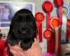 Cocker Spaniel (Show)