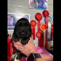 Cocker Spaniel (Show)